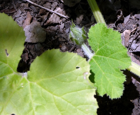 Future Jack-O-Lantern-2 6-14-09.JPG