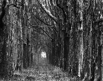 Path to the woods.JPG