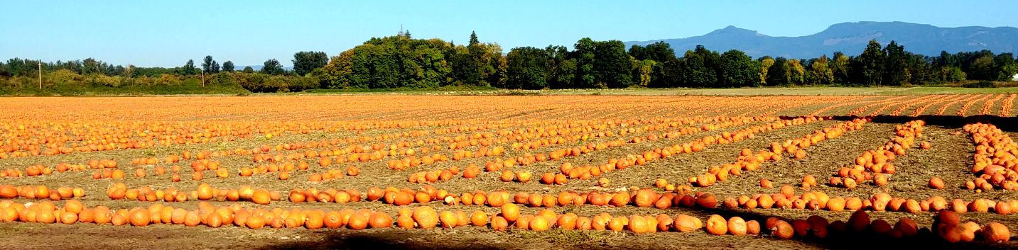Future pies of America.